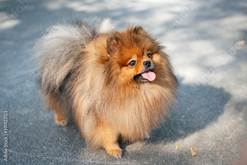 Pomeranian spitz dog walking in the park. © THESHOTS.CO