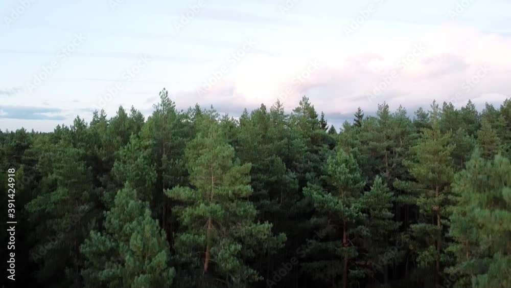 The drone is landing in the beautiful conifer forest in Lithuania. Drone landing close to the trees The drone is landing in the beautiful conifer forest in Lithuania. Drone landing close to the trees