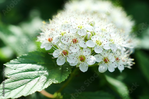 White spring flower close up. Floral beautiful background. Nature