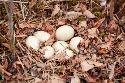 White eggs of wild duck lying in nest in forest. Wildlife bird habitat and new life. Home for the fresh newborn chicken. Seasonal spring nature life concept.