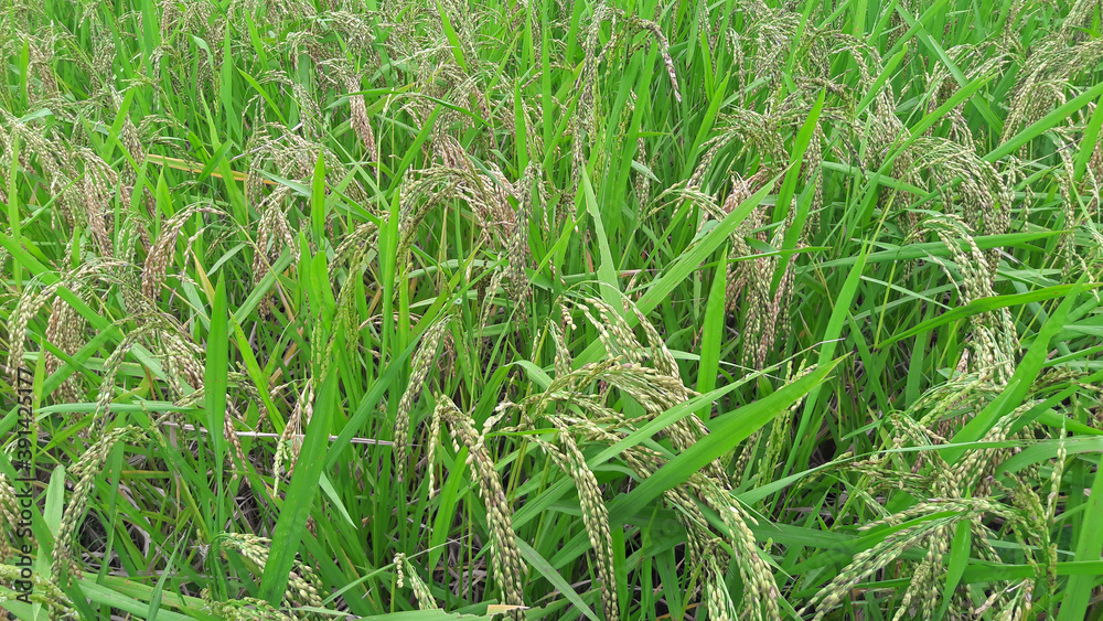 Rice ready for harvest in the Ubud village of Bali Rice ready for harvest in the Ubud village of Bali