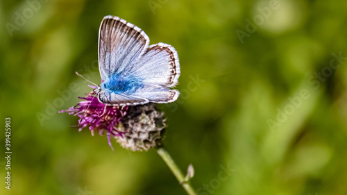 Macro of a beautiful blue butterfly on a flower