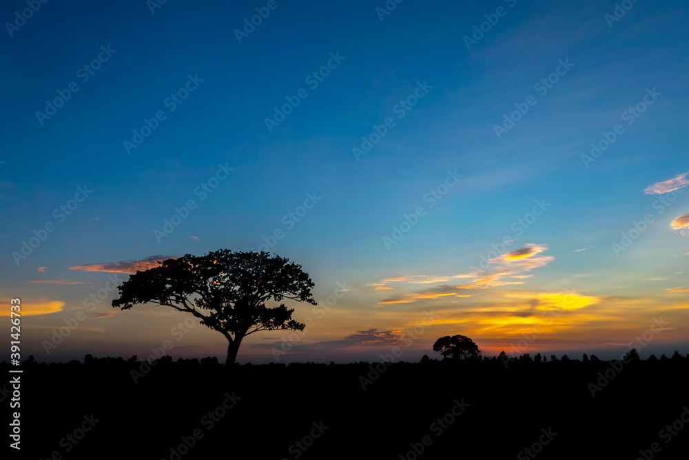Sky evening light tree silhouette