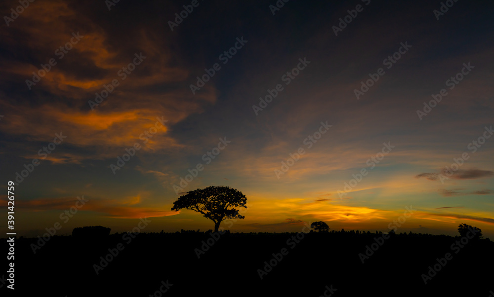 Sky evening light tree silhouette