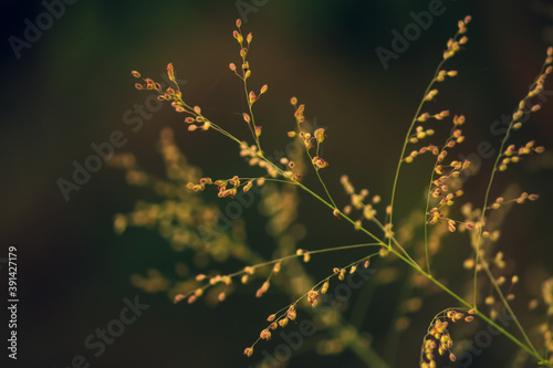 A beautiful macro shot of grass in the morning