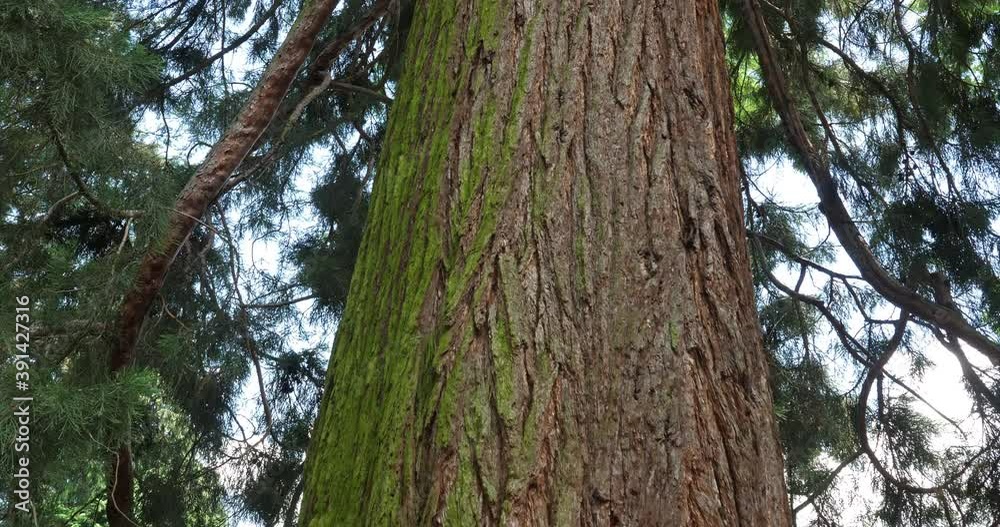 giant sequoia also known as giant redwood, Sierra redwood, Sierran redwood, Wellingtonia or simply big tree giant sequoia also known as giant redwood, Sierra redwood, Sierran redwood, Wellingtonia or simply big tree