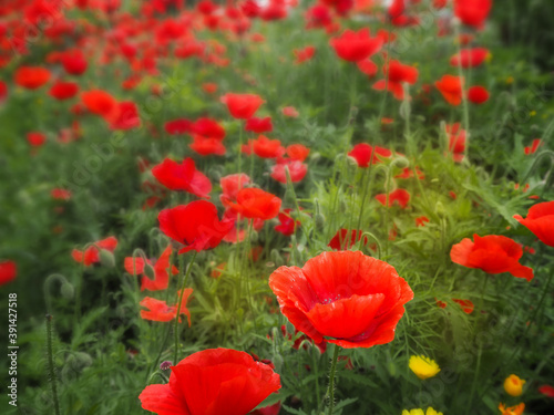 summer meadow with red poppy flowers © Lema-lisa