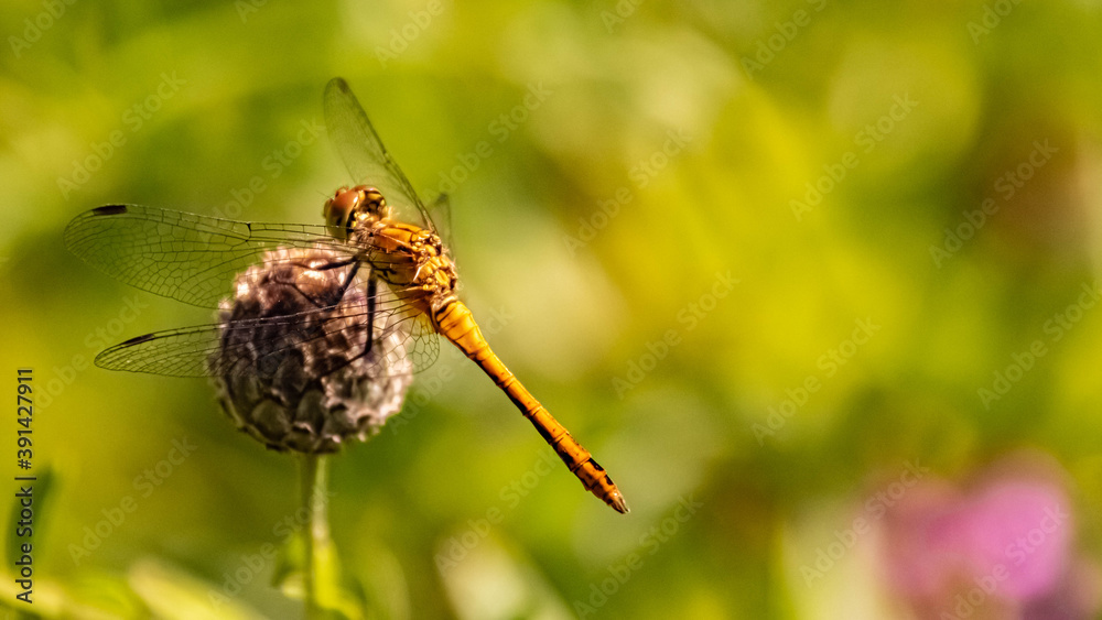 Macro of a beautiful orange dragonfly on a flower Macro of a beautiful orange dragonfly on a flower