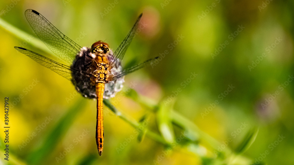 Macro of a beautiful orange dragonfly on a flower Macro of a beautiful orange dragonfly on a flower