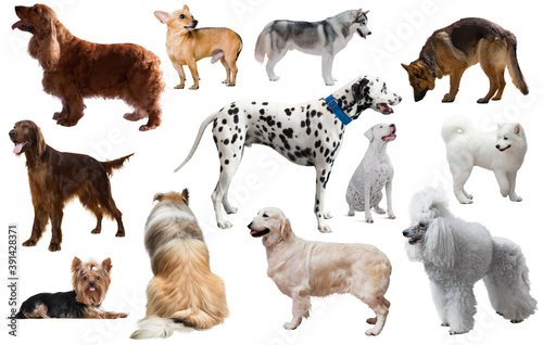 many different kinds of dog breeds isolated on white