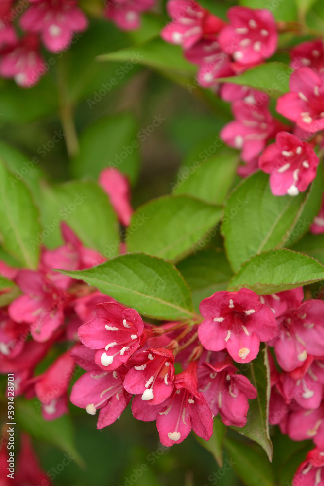 Obraz premium ヤブウツギ スイカズラ科