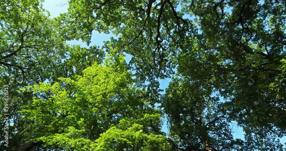 Celtis australis, commonly known as the European nettle tree, Mediterranean hackberry, lote tree, or honeyberry