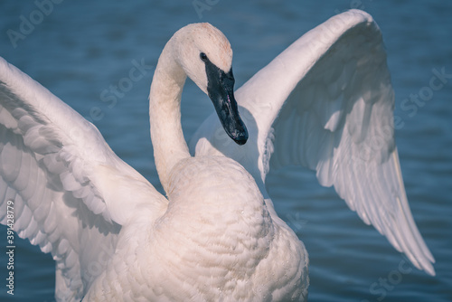 Closeup shot of trumpeter swan with wide-open wings swimming on a lake