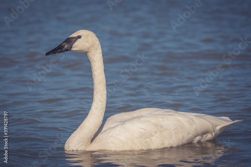 Fototapeta Naklejka Na Ścianę i Meble -  Closeup shot of trumpeter swan swimming on a lake