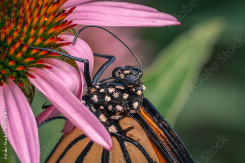 Clsoeup shot of monarch butterfly on purple echinacea flower photo