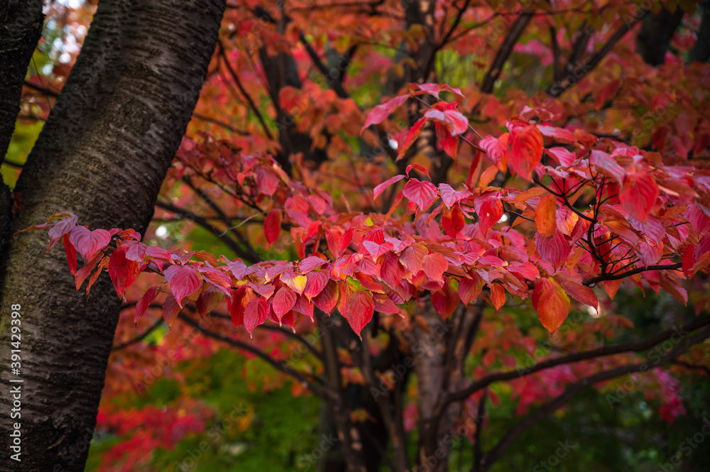 紅葉した桜の木 Stock Photo Adobe Stock
