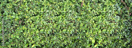 small green leaves wall background