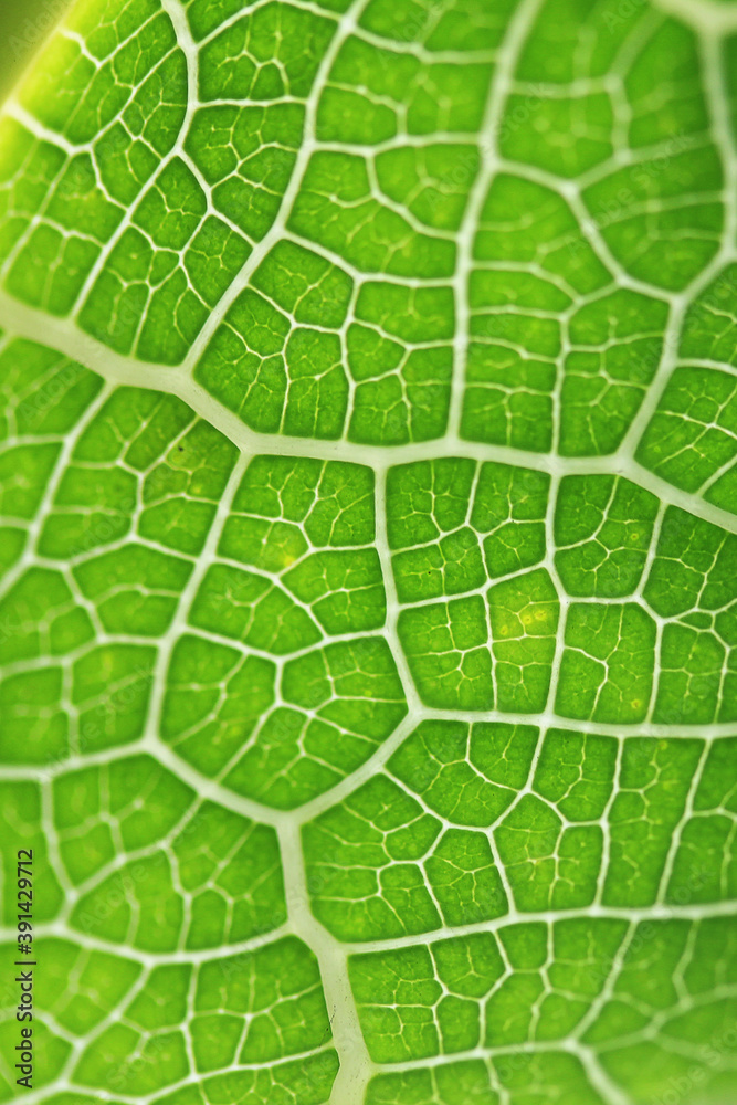 Papaya leaf.