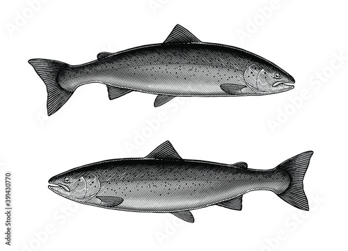 Atlantic Salmon illustration in a vintage style. 