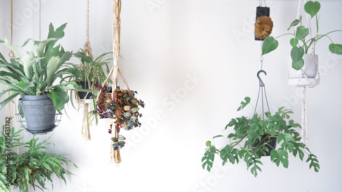 吊るし植物のハンギンググリーンがある室内