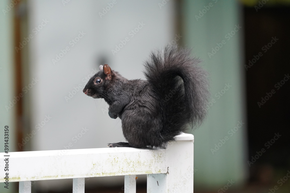 黒リス 珍種 リス 齧歯類 珍しい カナダ Stock 写真 Adobe Stock