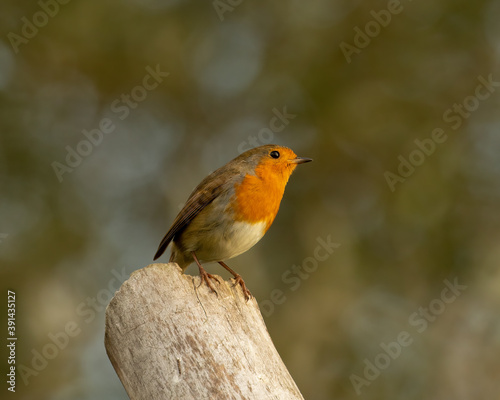 Robin redbreast, Erithacus rubecula, perched on top of wooden post against blurred background © Martin and Dawn Q