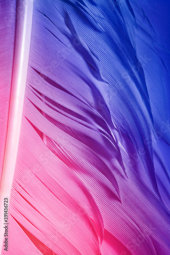 Detailed macro photo of colorful goose feathers in bright contrast light