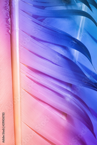 Detailed macro photo of colorful goose feathers in bright contrast light