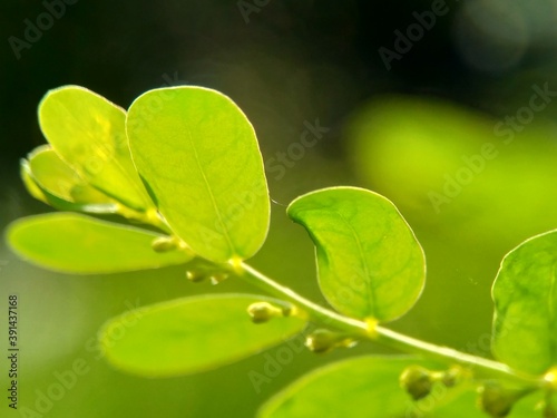 Green Phyllanthus urinaria leaves (meniran, chamber bitter, gripeweed, shatterstone, stonebreaker, leafflower) with a natural background. photo