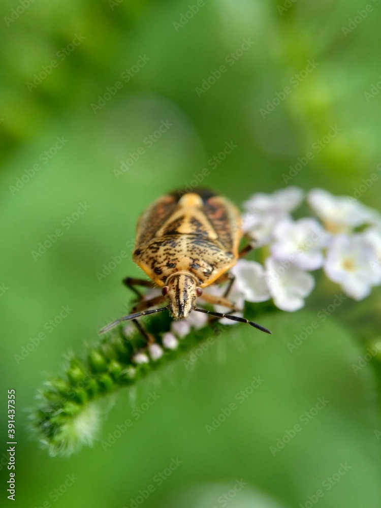 Exotic (Hemiptera, the rice black bug, Scotinophara coarctata) animal with a natural background. Indonesian call it kepik or lembing. This animal produce bad smell. Exotic (Hemiptera, the rice black bug, Scotinophara coarctata) animal with a natural background. Indonesian call it kepik or lembing. This animal produce bad smell.