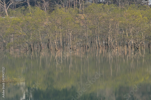 湖面に映る水没林
