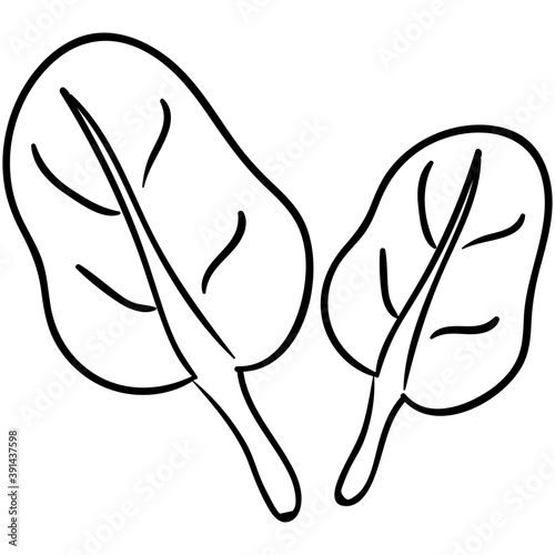 Spinach Leaves 