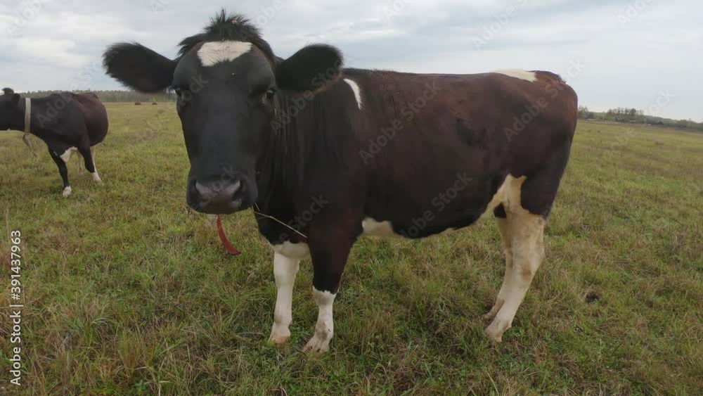 Wide-angle shot of curious cows on an autumn flat pasture in cloudy weather. Black-and-white bulls follow the cameraman during the shooting. Concept of grazing cattle Wide-angle shot of curious cows on an autumn flat pasture in cloudy weather. Black-and-white bulls follow the cameraman during the shooting. Concept of grazing cattle