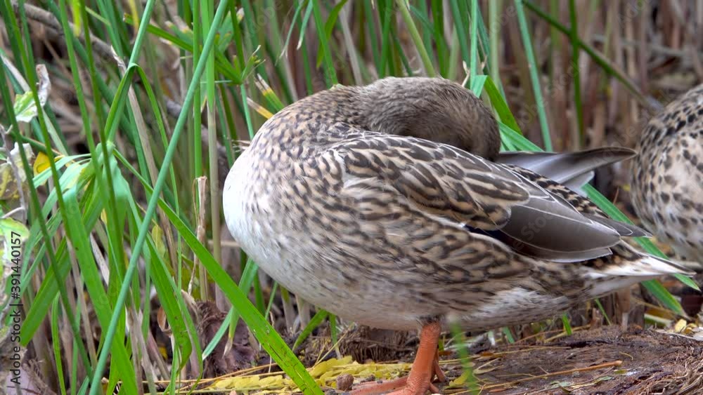Duck in profile and on the ground surrounded by vegetation and accompanied by another duck in the background Duck in profile and on the ground surrounded by vegetation and accompanied by another duck in the background