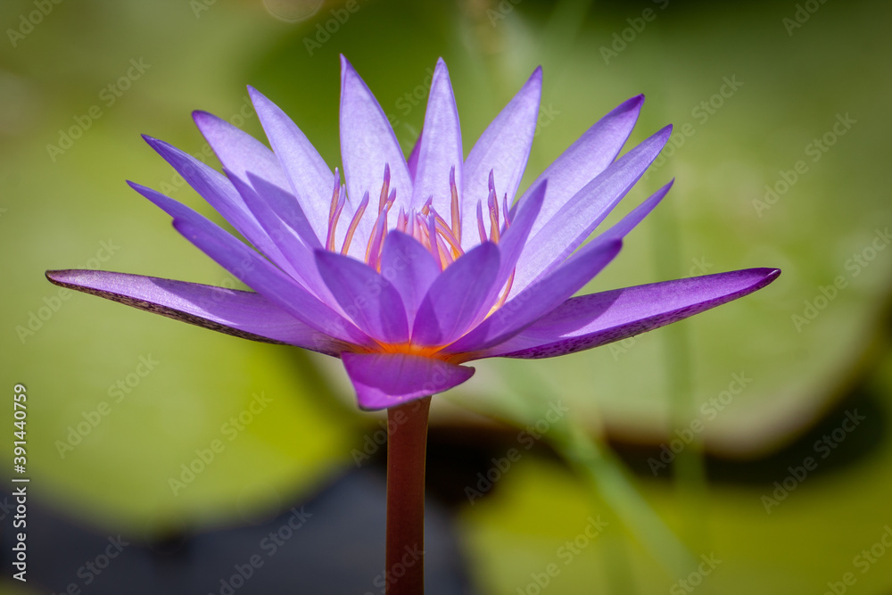 close up purple water lily or purple lotus flower in bloom close up purple water lily or purple lotus flower in bloom