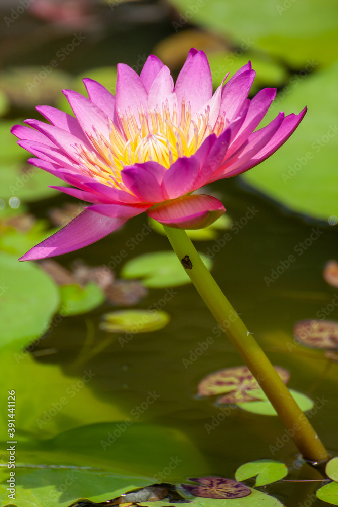 close up pink water lily or pink lotus flower in bloom close up pink water lily or pink lotus flower in bloom