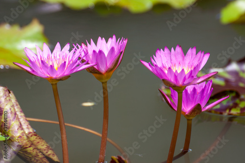 close up pink water lily or pink lotus flowers in bloom