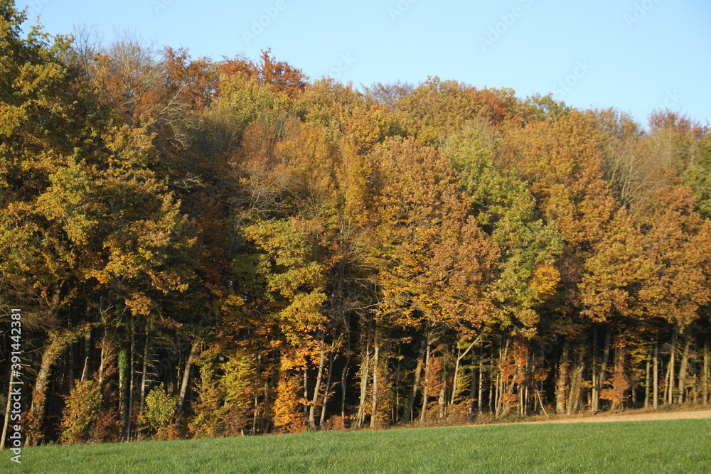 Soleil couchant sur la forêt Soleil couchant sur la forêt