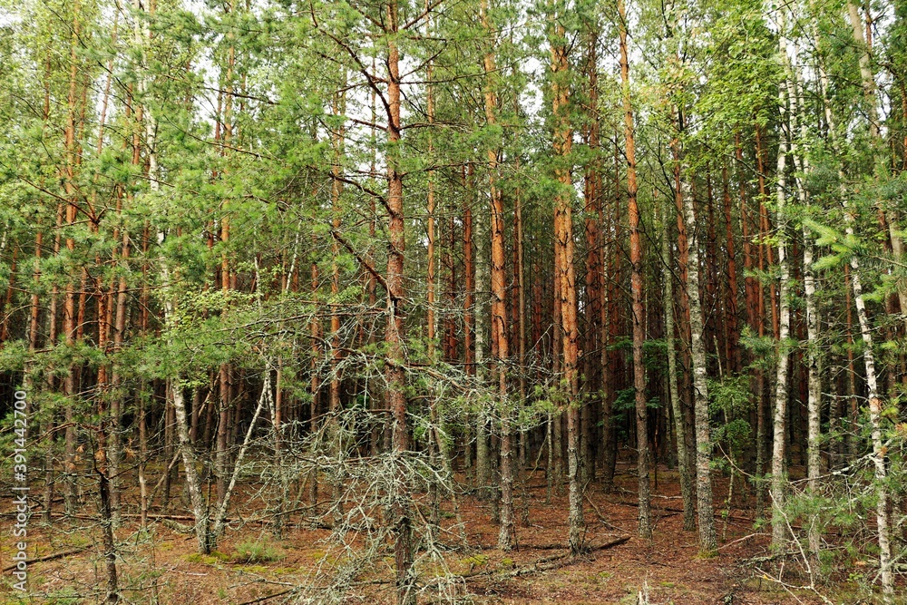 Coniferous forest in sunny summer day. Coniferous forest in sunny summer day.
