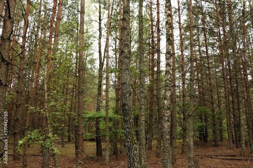 Coniferous forest in sunny summer day. © Денис Березюк