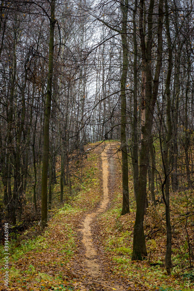 Fototapeta premium path in the woods