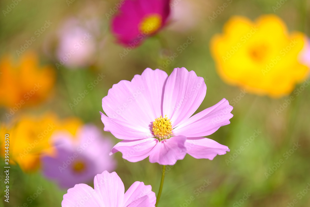 Cosmos flowers in the field background, opening spring summer Cosmos flowers in the field background, opening spring summer