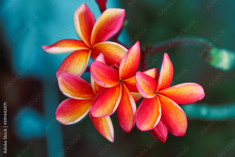 Plumeria red yellow white flower and full blooming and green leaves background