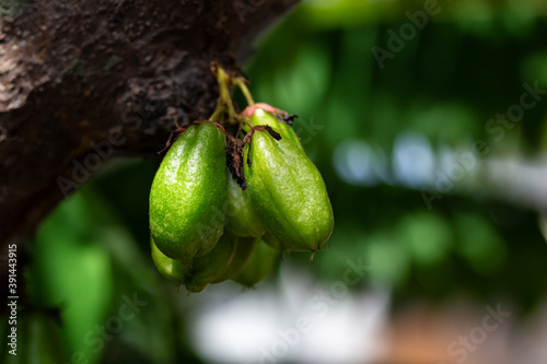 Averrhoa bilimbi fruit trees in the garden photo