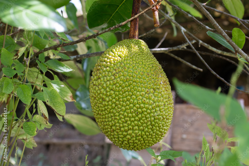 The famous Thai jackfruit balls whose characteristics are fast fruiting. The famous Thai jackfruit balls whose characteristics are fast fruiting.