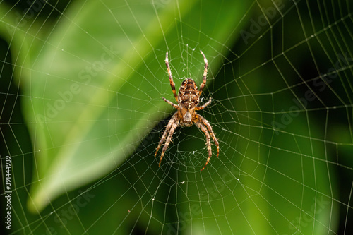 close up of a spider resting in the center of the web in front of big green leaves 