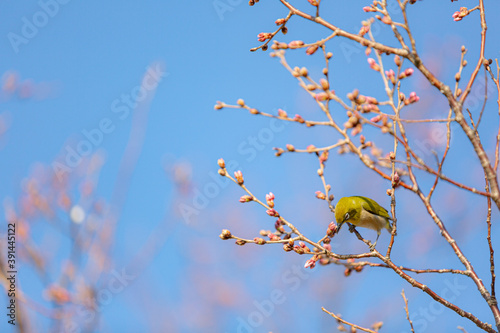 桜に留まるメジロ