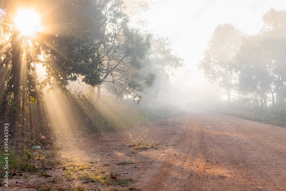 Fototapeta premium Forest trail golden sunrise rays with foggy morning mist