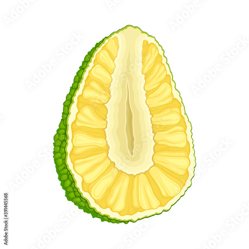 Ripe Jackfruit with Green Pimpled Shell and Fibrous Core Vector Illustration