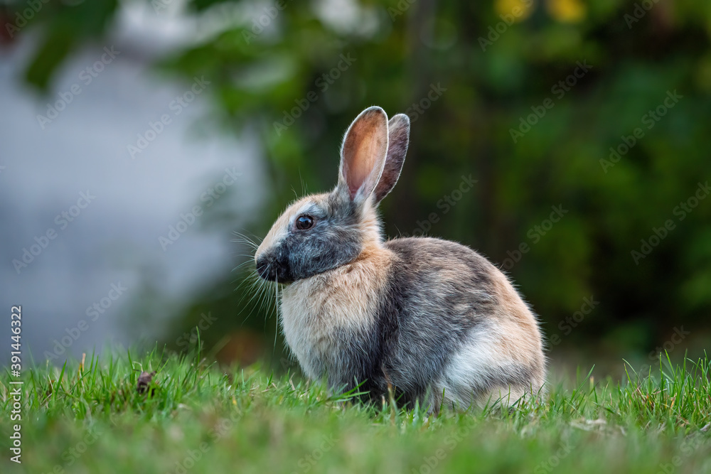 side portrait of a cute grey bunny with white and brown spots of fur sitting on the grasses in front of the bushes